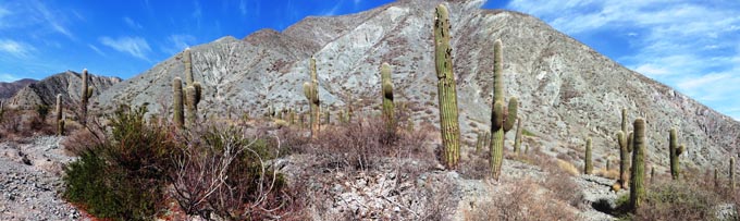 cactus pumamarca